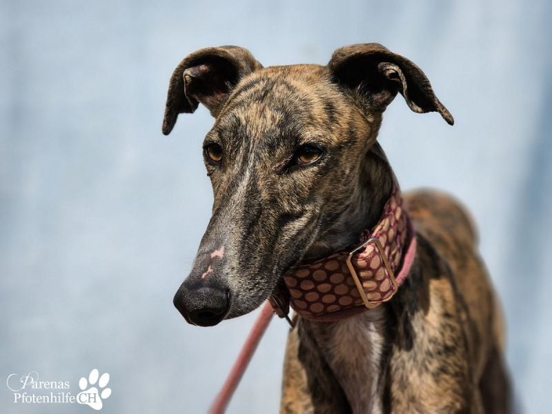 Loredana ist sehr menschenbezogen