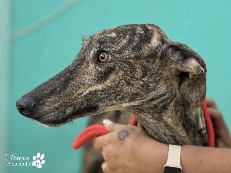 Valais ist ein offener Galgo, verschmust, menschenbezogen, unkompliziert