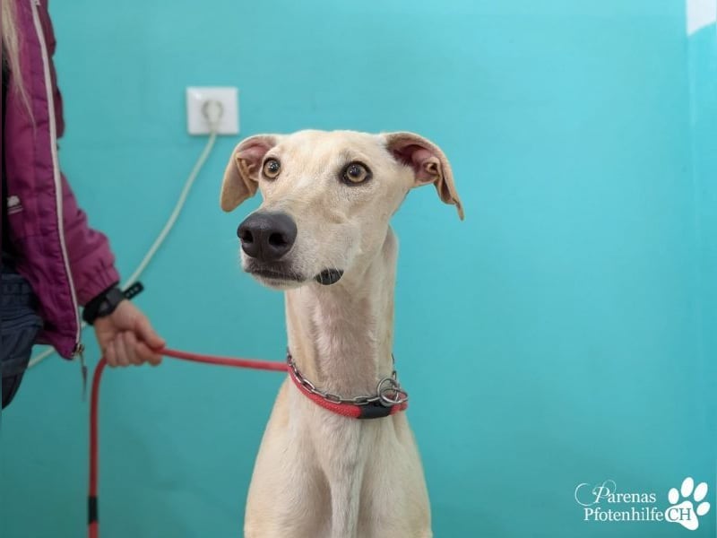 Lars ist ein fröhlicher Galgorüde mit einem sanften Herz