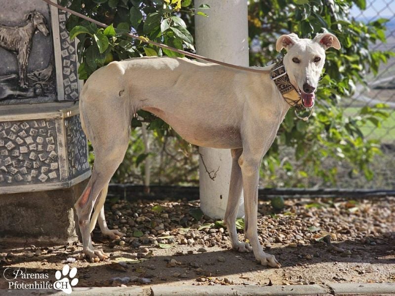 Jana ist derzeit noch schüchtern und unsicher