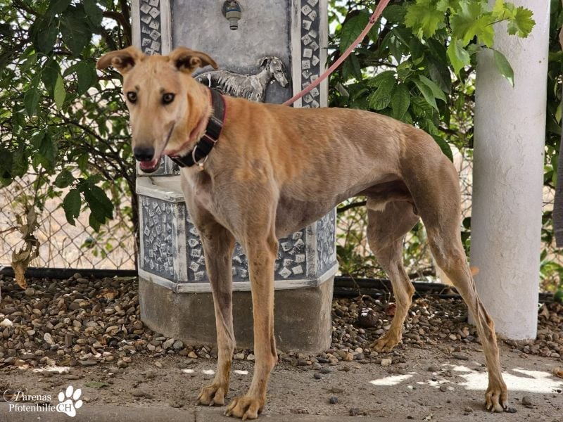 Tarugo ist ein freundlicher, aufgeschlossener Galgo