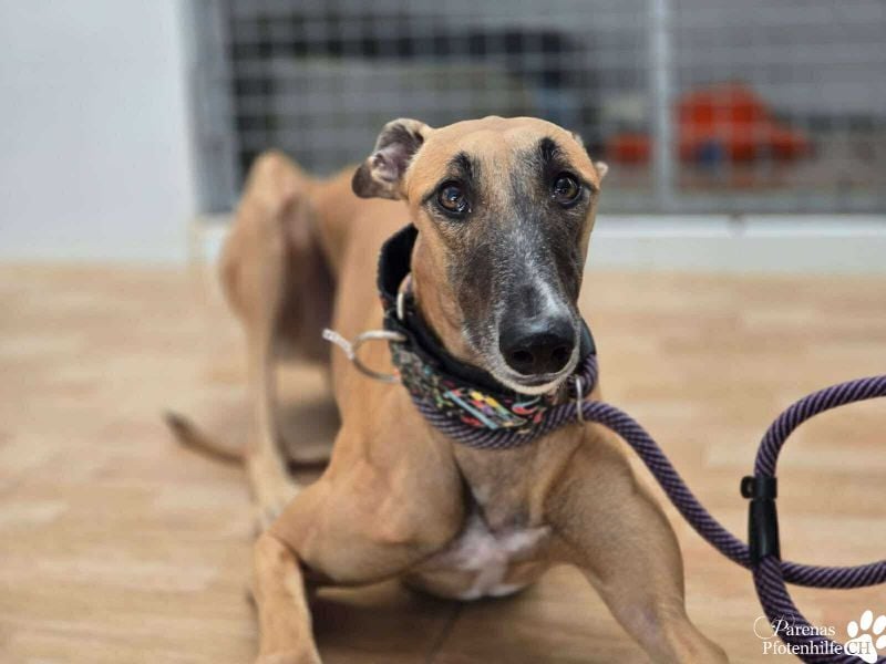 Kanoa ist jung,  verschmust, anfangs etwas zurückhaltend