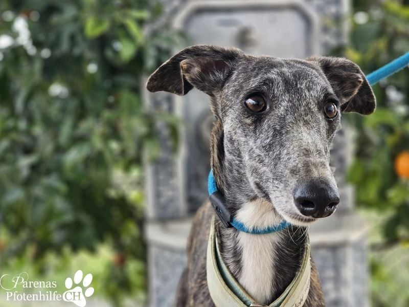 Lambada braucht Zeit und Geduld