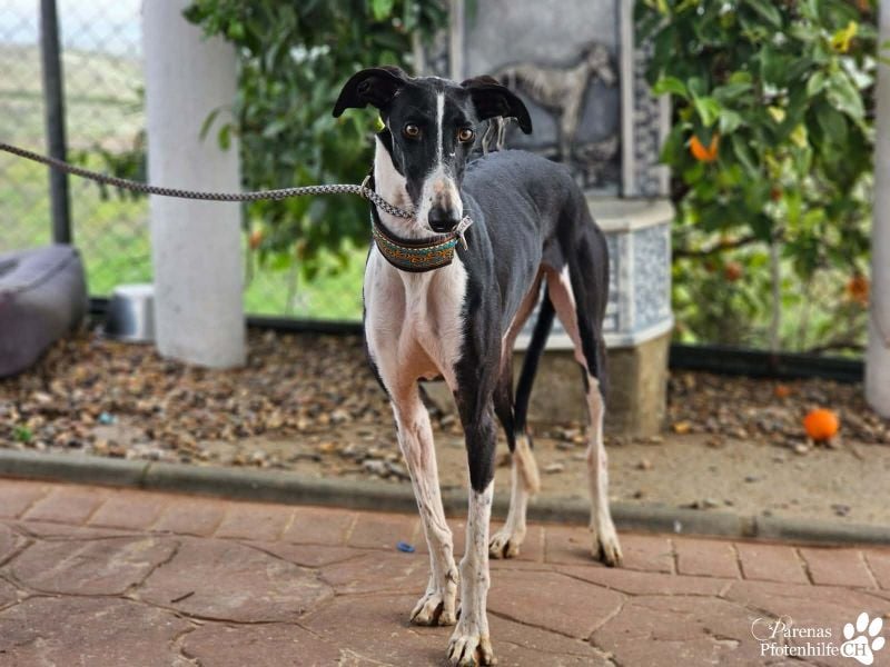 Madlen, wunderschön, sanftes Wesen, braucht anfangs etwas Zeit