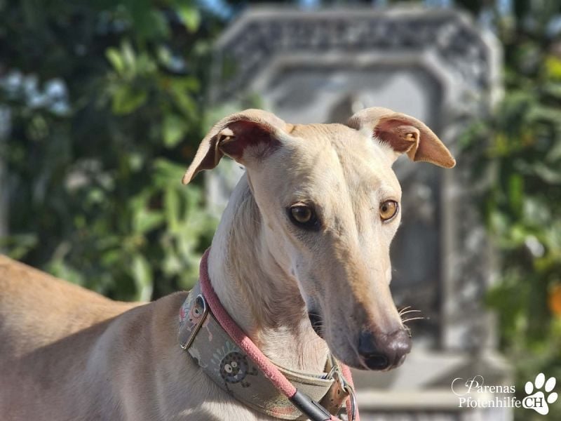 Lars ist ein fröhlicher Galgorüde mit einem sanften Herz