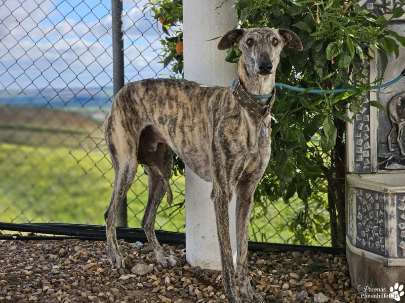 Manfred ist ein fröhlicher Galgo, anfangs schüchtern
