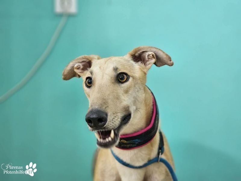 Tarugo ist ein freundlicher, aufgeschlossener Galgo