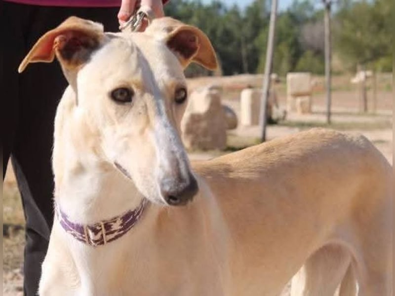 ❤️ CLARINA ❤️    ❗NOTFALL❗