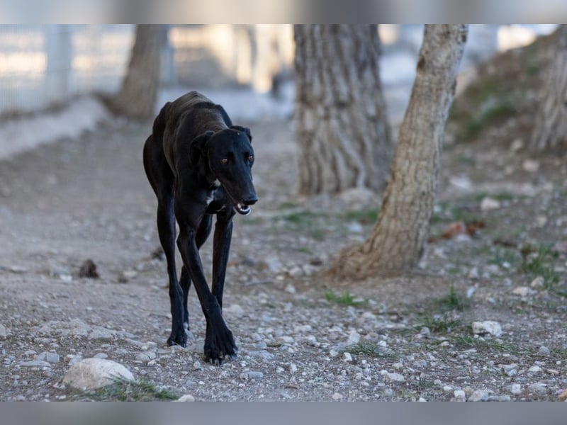 ❤️ CARBON ❤️