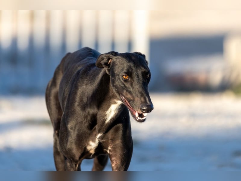 ❤️ CARBON ❤️