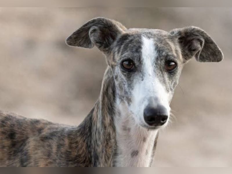 ❤️CORAL❤️  ❗ Bereits auf einer Pflegestelle in Deutschland ❗