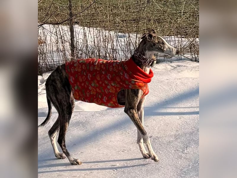 ❤️CORAL❤️  ❗ Bereits auf einer Pflegestelle in Deutschland ❗