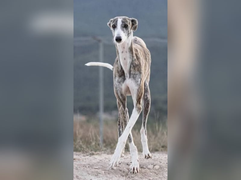 ❤️CORAL❤️  ❗ Bereits auf einer Pflegestelle in Deutschland ❗
