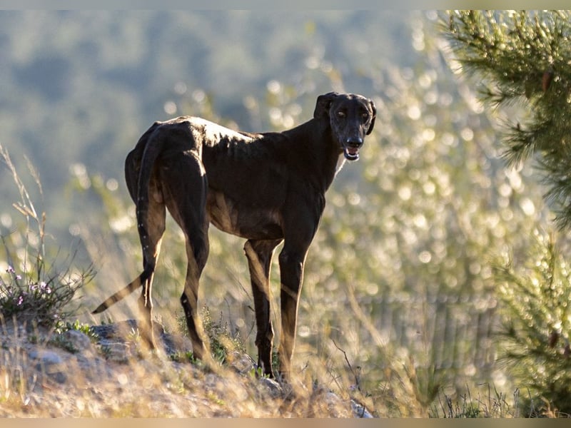 ❤️ CARBON ❤️