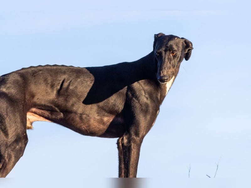 ❤️ CARBON ❤️