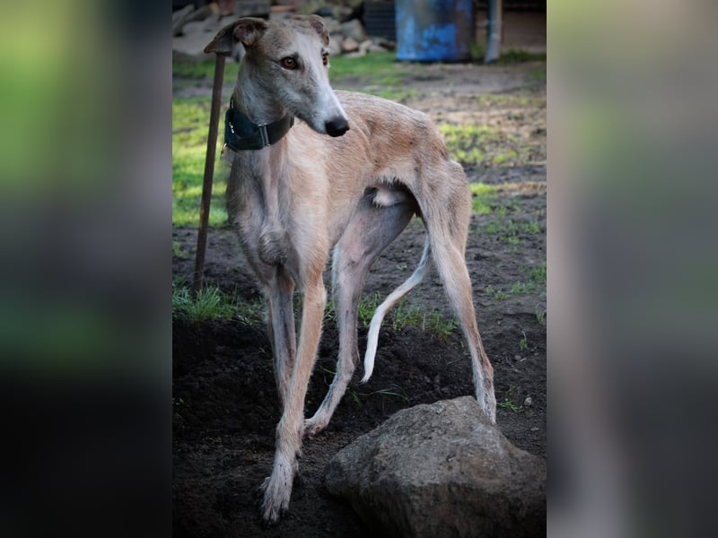 ❤️ FARAON ❤️ Bereits auf Pflegestelle in Deutschland