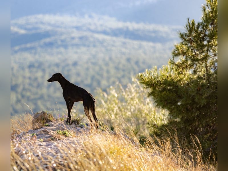 ❤️ CARBON ❤️