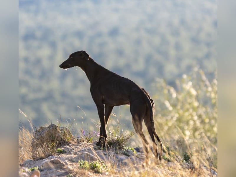 ❤️ CARBON ❤️