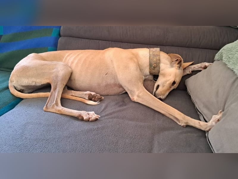 ❤️ CLARINA ❤️    ❗NOTFALL❗