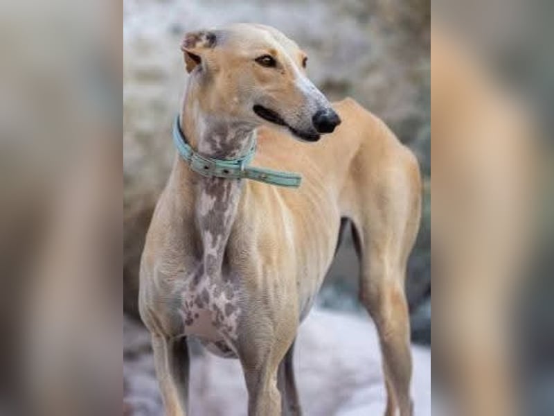 ❤️ CLARINA ❤️    ❗NOTFALL❗