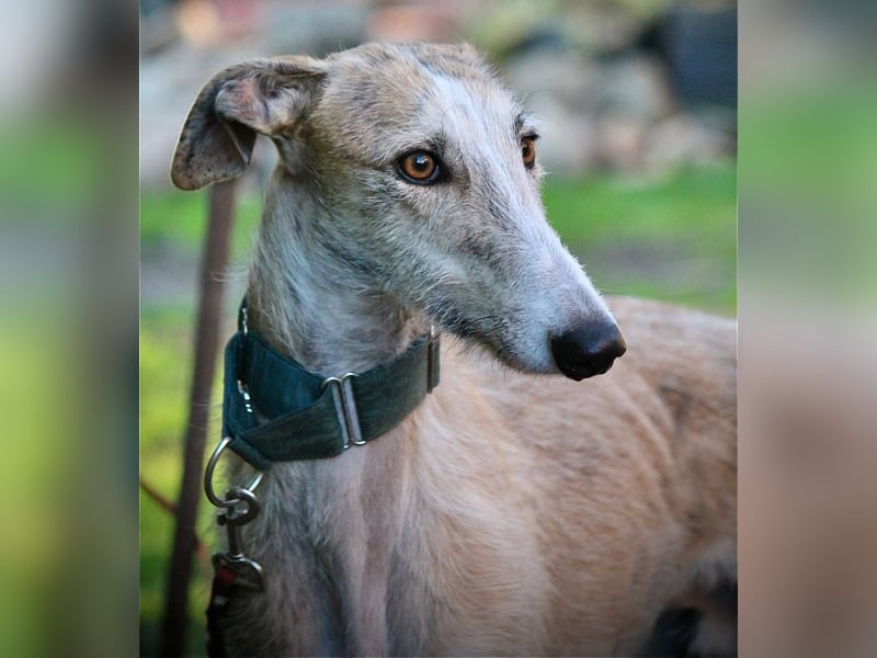 ❤️ FARAON ❤️ Bereits auf Pflegestelle in Deutschland