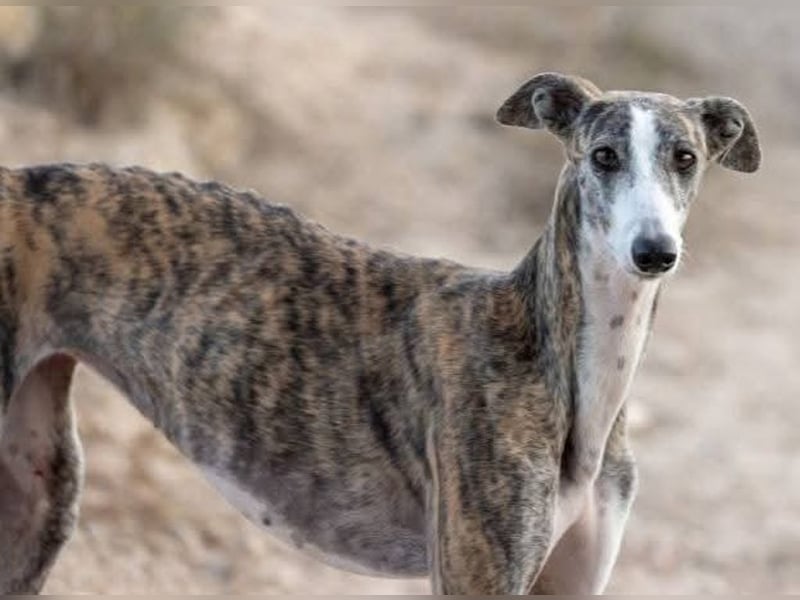 ❤️CORAL❤️  ❗ Bereits auf einer Pflegestelle in Deutschland ❗