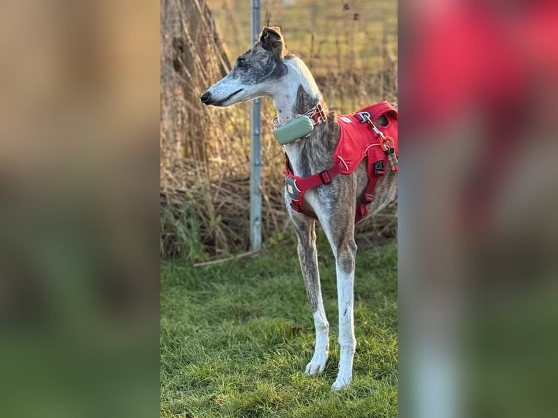 ❤️CORAL❤️  ❗ Bereits auf einer Pflegestelle in Deutschland ❗