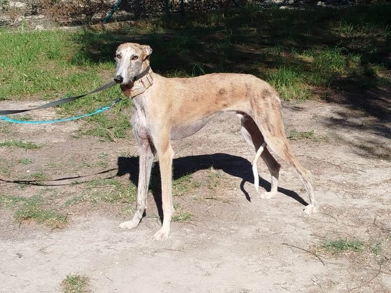 ❤️ FARAON ❤️ Bereits auf Pflegestelle in Deutschland