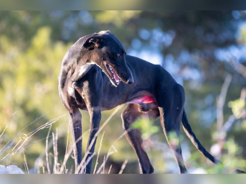 ❤️ CARBON ❤️