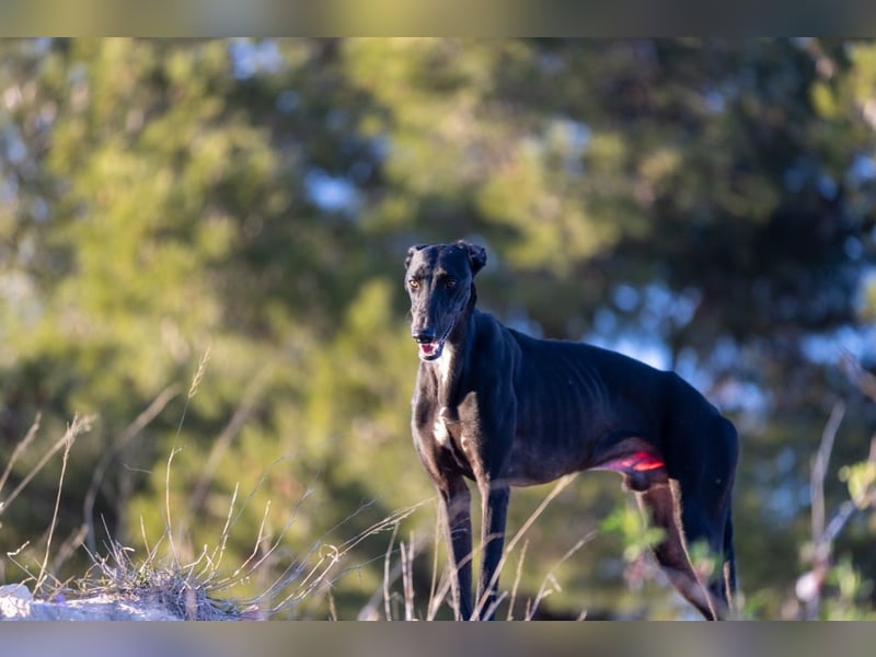 ❤️ CARBON ❤️