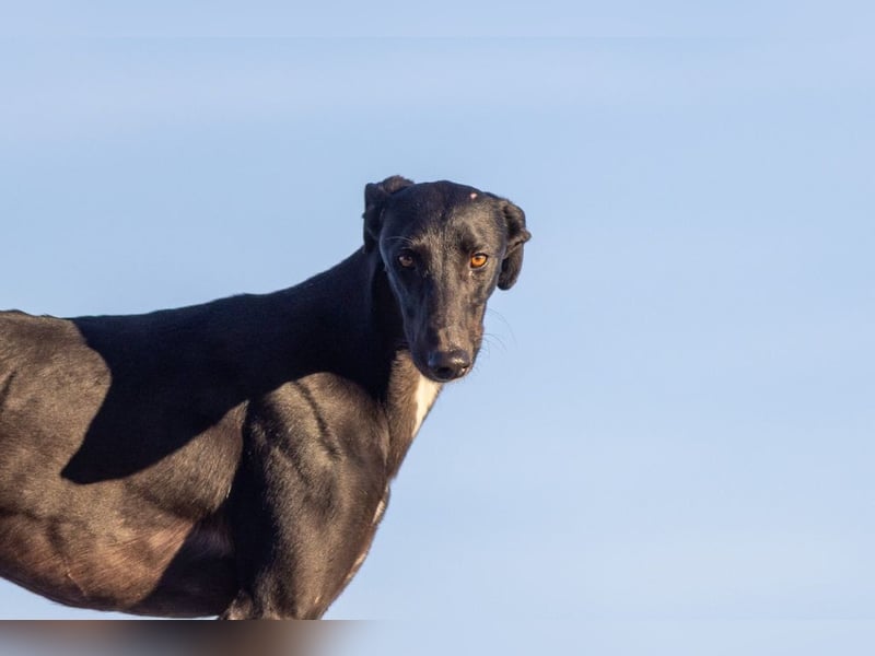 ❤️ CARBON ❤️