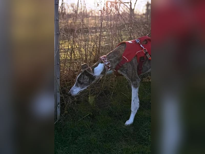 ❤️CORAL❤️  ❗ Bereits auf einer Pflegestelle in Deutschland ❗