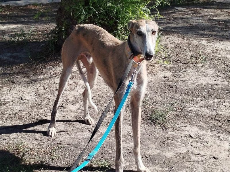 ❤️ FARAON ❤️ Bereits auf Pflegestelle in Deutschland