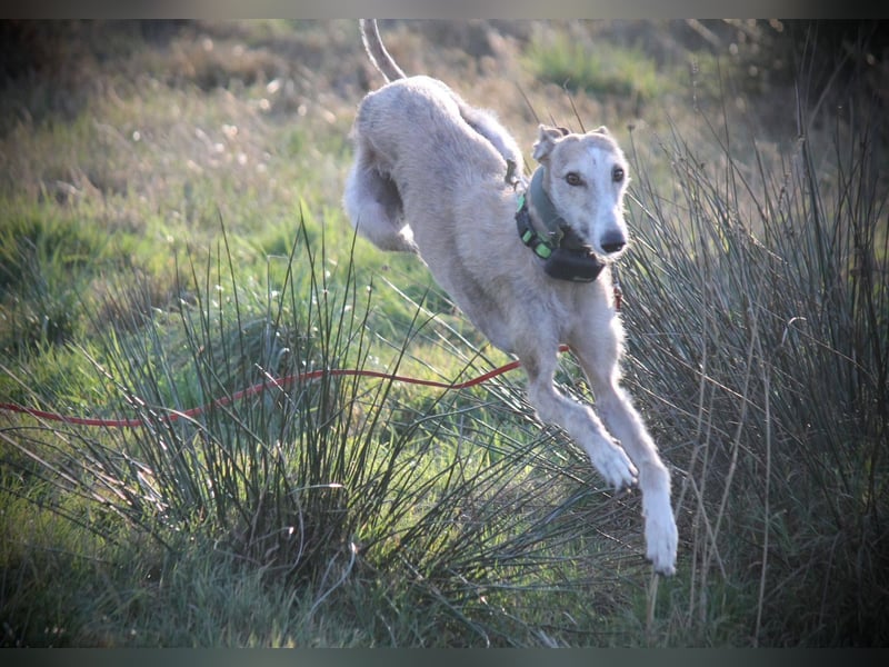 ❤️ FARAON ❤️ Bereits auf Pflegestelle in Deutschland