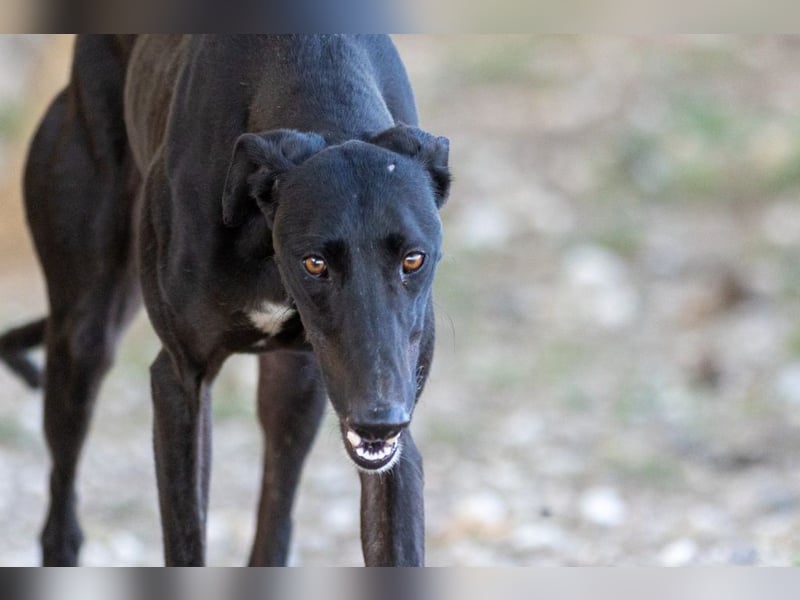 ❤️ CARBON ❤️