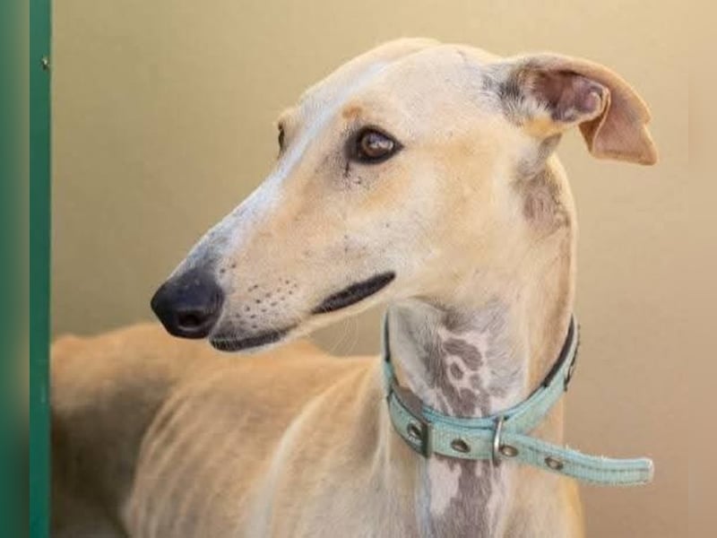 ❤️ CLARINA ❤️    ❗NOTFALL❗