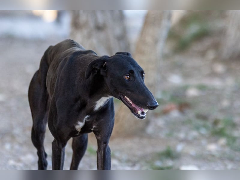 ❤️ CARBON ❤️