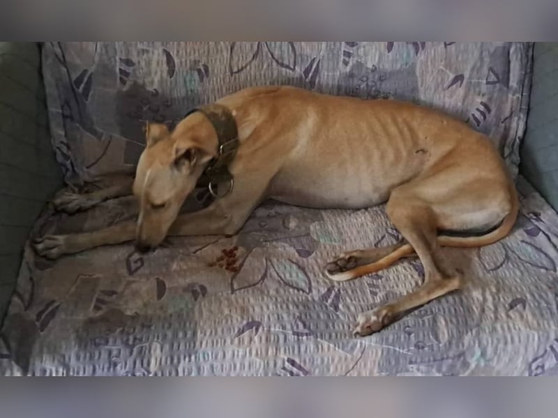 ❤️ CLARINA ❤️    ❗NOTFALL❗