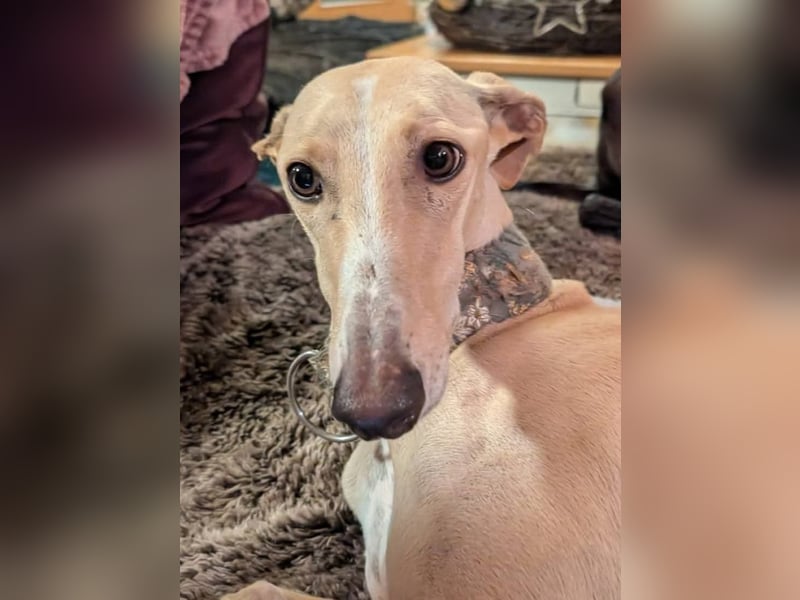 ❤️ CLARINA ❤️    ❗NOTFALL❗