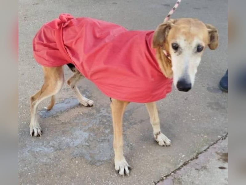 ❤️ BALE ❤️    ❗NOTFALL❗