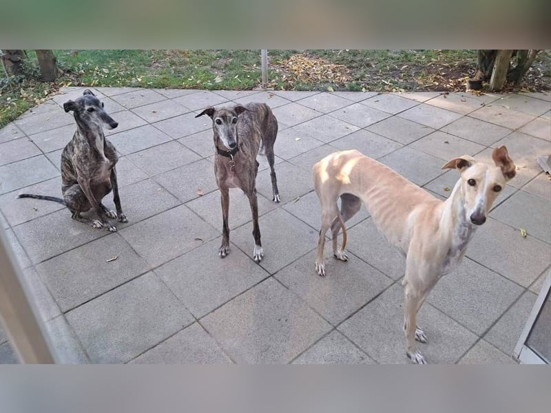 ❤️ CLARINA ❤️    ❗NOTFALL❗