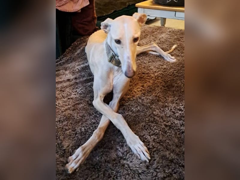 ❤️ CLARINA ❤️    ❗NOTFALL❗