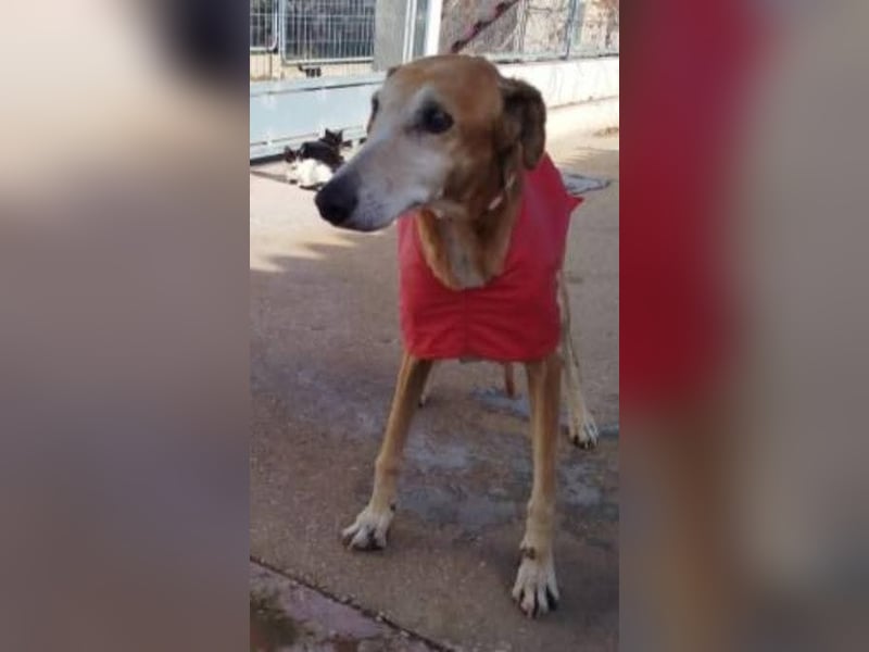 ❤️ BALE ❤️    ❗NOTFALL❗