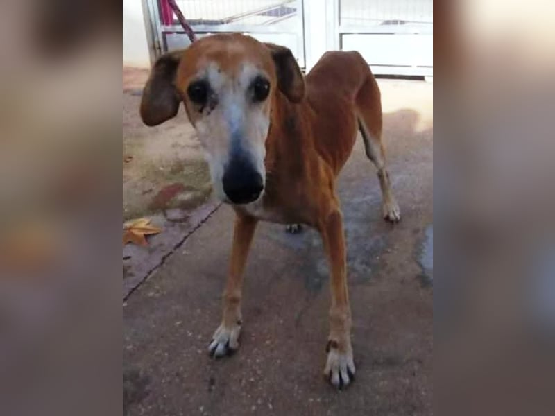 ❤️ BALE ❤️    ❗NOTFALL❗