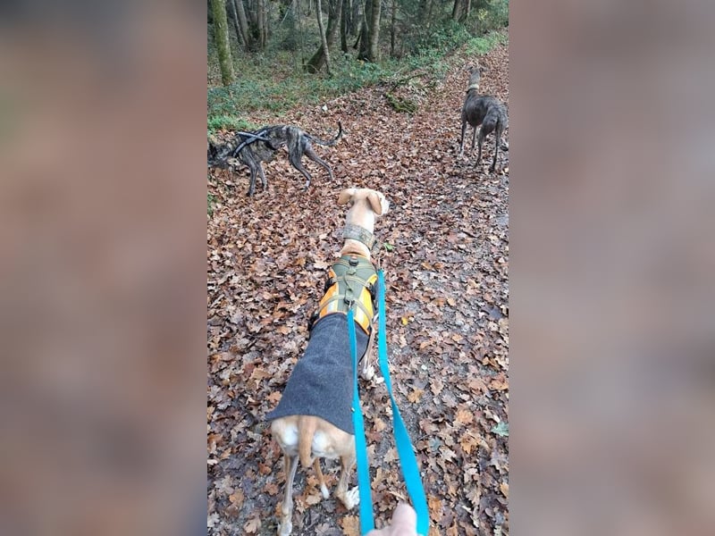 ❤️ CLARINA ❤️    ❗NOTFALL❗