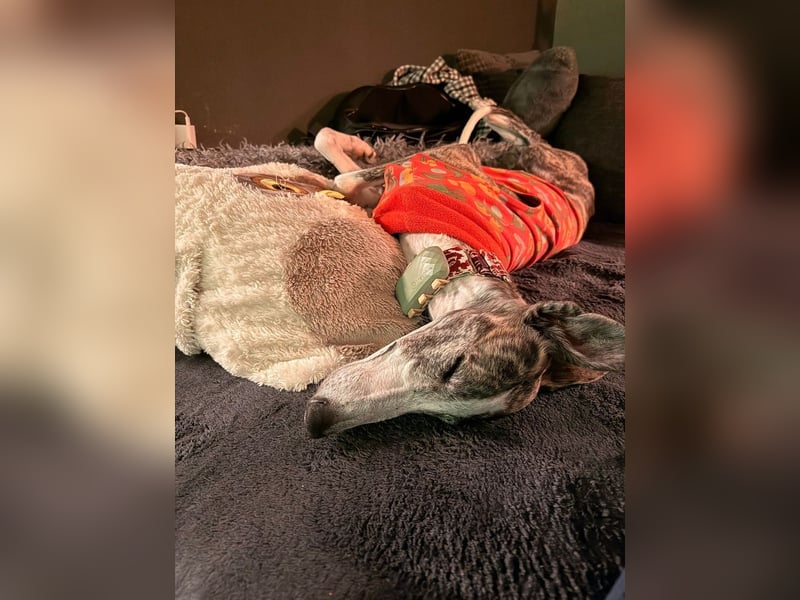 ❤️CORAL❤️  ❗ Bereits auf einer Pflegestelle in Deutschland ❗