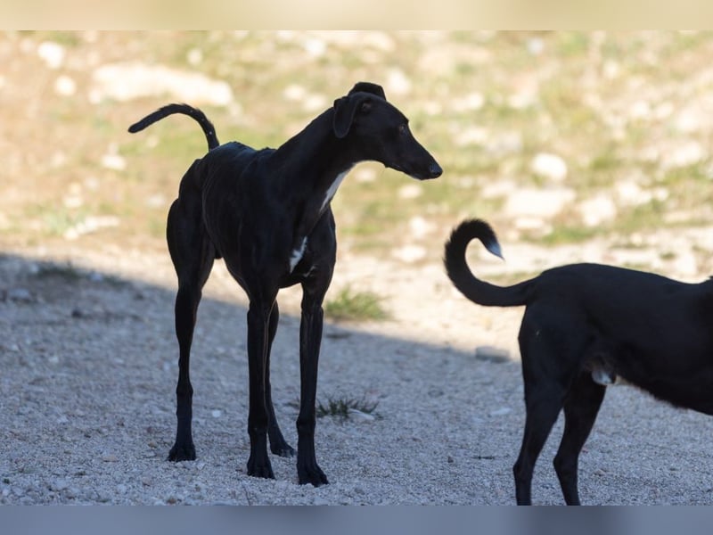 ❤️ CARBON ❤️