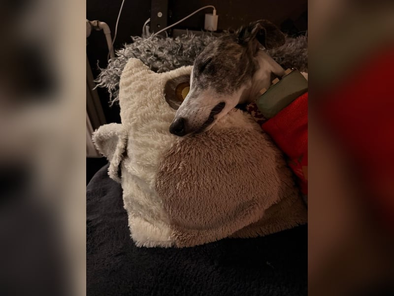 ❤️CORAL❤️  ❗ Bereits auf einer Pflegestelle in Deutschland ❗