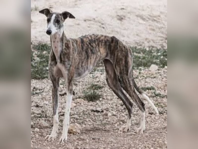 ❤️CORAL❤️  ❗ Bereits auf einer Pflegestelle in Deutschland ❗