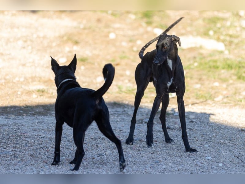 ❤️ CARBON ❤️